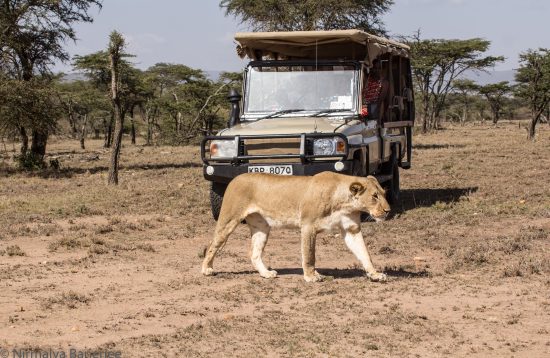 Holiday Spot Safaris Masai Mara
